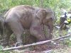 Gajah Liar Rusak Perkebunan Warga Ulak Kembang, Pemkab Muba Langsung Respon