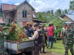 Tim Gabungan TNI-Polri Ungkap Setengah Hektare Lahan Ganja di Lahat