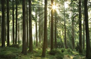 Pemprov Sumsel Tegaskan Pengelolaan Hutan dan Lingkungan di Sumsel Untuk Kesejahteraan Rakyat