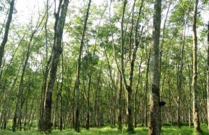 1200 Hektar Lahan Karet di Sumsel Bakal Diremajakan