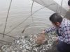 Ikut Tradisi Melebung, Herman Deru Ajak Warga Budidayakan Ikan