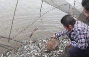 Ikut Tradisi Melebung, Herman Deru Ajak Warga Budidayakan Ikan