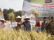 Herman Deru Yakin Sumsel Kembali Menjadi Lumbung Pangan Nasional