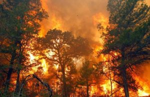 Puluhan Hektare Lahan Gambut di Sumsel Terbakar