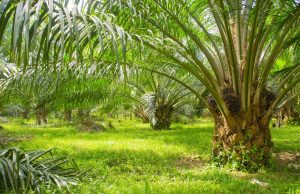 14.900 Hektar Tanaman Sawit Bakal Diremajakan Tahun Ini