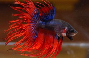 Kirim Ikan Cupang dari Palembang ke Luar Negeri Harus Disertifikasi