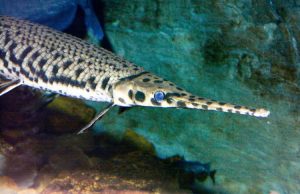 Ikan Aligator Ancam Popolusi Ikan Lokal Asli Sumsel