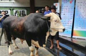 Pemprov Sumsel Kurban 12 Ekor Sapi