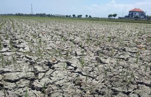 2160 Hektare Lahan Padi di Sumsel Alami Kekeringan