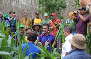 Program Penangkaran Benih Jagung Tingkatkan Produksi dan Kesejahteraan