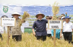 Gubernur Sumsel Lakukan Panen Raya dan Tanam Perdana Padi IP 200