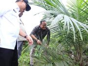 Peremajaan Sawit Rakyat di Muba Terluas Se-Indonesia
