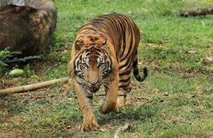 Teror Harimau Sumatera di Sumsel Terus Berlanjut, Petani Diserang saat Sedang Mandi