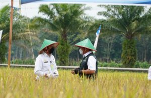 Bulog Hingga Pihak Swasta Diminta Serap Gabah Petani