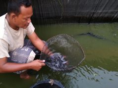 Peluang Usaha Ternak Lele, Berikut Caranya