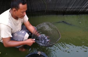 Peluang Usaha Ternak Lele, Berikut Caranya