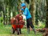 Sektor Perkebunan Belum Maksimal, DPRD Sumsel Dorong Tambah Anggaran Pengawasan
