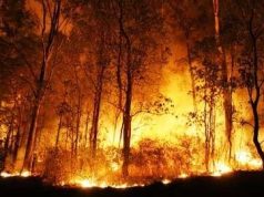 Anggaran Karhutla Sumsel Cuma Rp2 Miliar, DPRD Minta Semua Pihak Turun Tangan